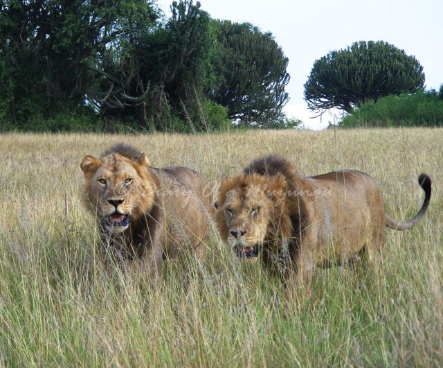 lions-in-queen-elizabeth-np-uganda-51